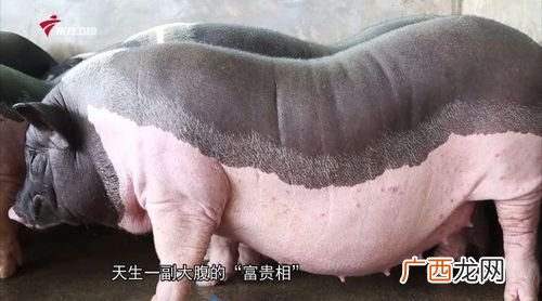 广西陆川土猪简介 陆川猪养殖基地