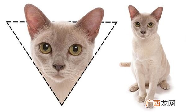 怎么给猫咪看相脸型看出3个性