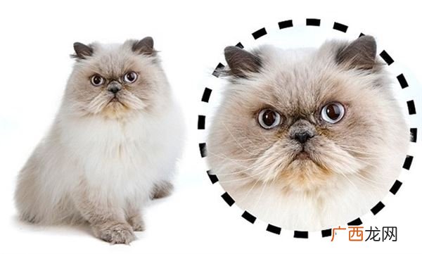 怎么给猫咪看相脸型看出3个性
