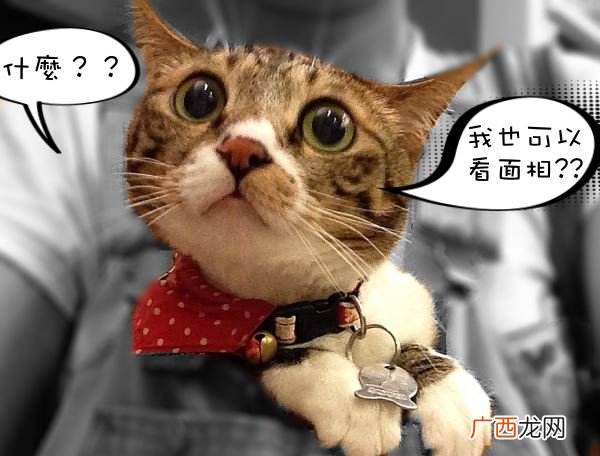 怎么给猫咪看相脸型看出3个性