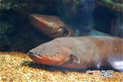 电鳗放电原理是什么 电鳗为什么会放电