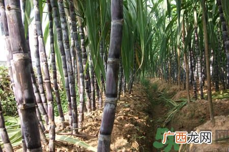 123名越南人越境到中国砍甘蔗被抓