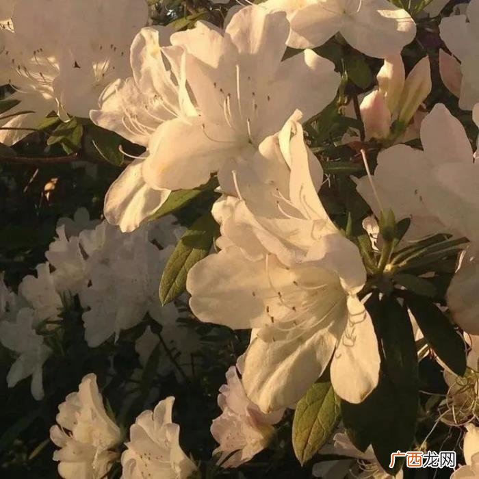 分享周杰伦的歌文案，周杰伦歌词文案