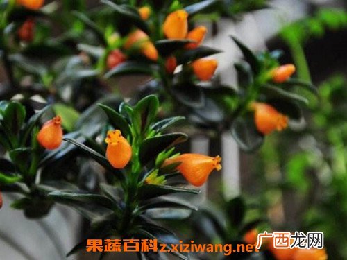 怎样让金鱼吊兰爆盆 金鱼吊兰的养殖方法和注意事项