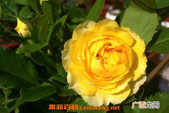 金丝雀花如何养殖 金丝雀花的养殖方法