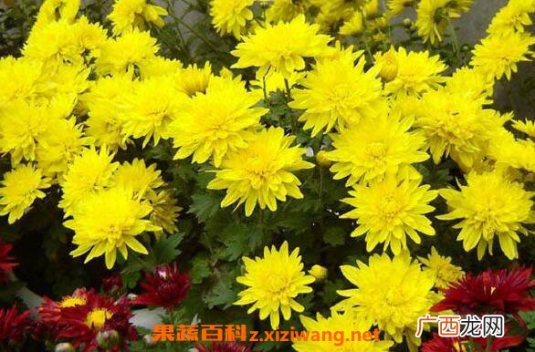 怀寿菊和怀菊花的区别 怀菊花的功效