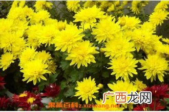 怀寿菊和怀菊花的区别 怀菊花的功效