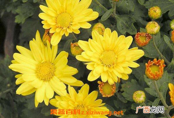 怀寿菊和怀菊花的区别 怀菊花的功效