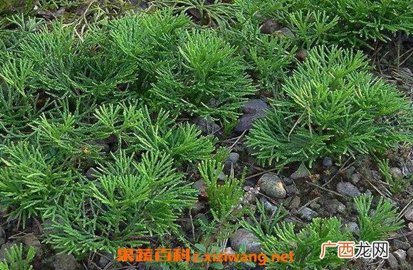 石松怎么养 石松怎么使用