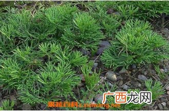 石松怎么养 石松怎么使用