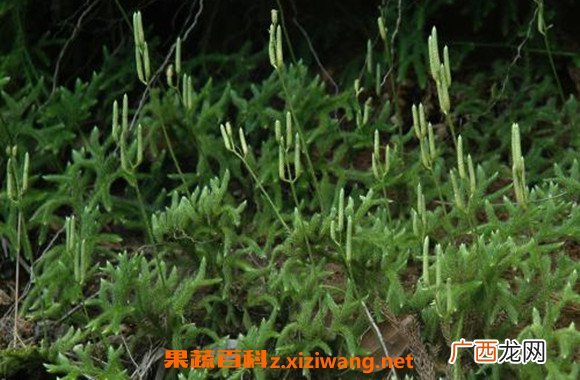 石松怎么养 石松怎么使用