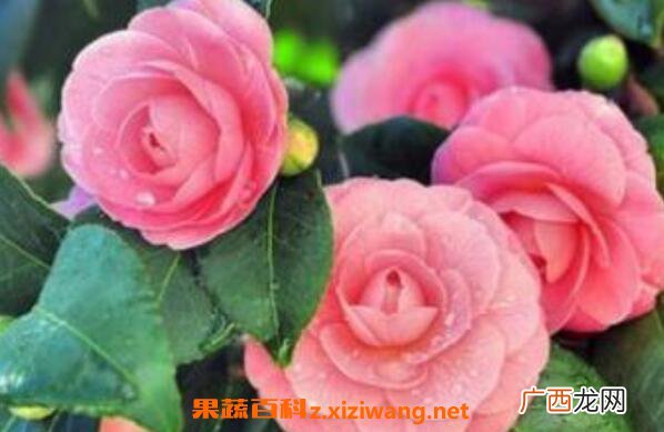 山茶花的功效与作用 山茶花的美容功效