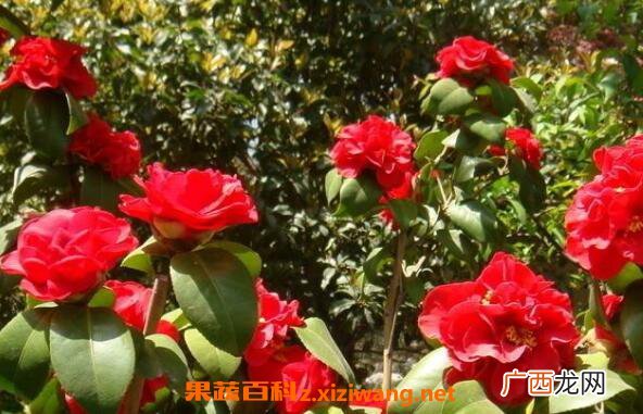山茶花的功效与作用 山茶花的美容功效