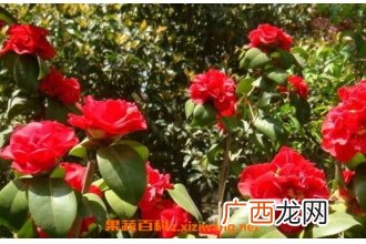 山茶花的功效与作用 山茶花的美容功效