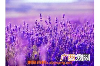 薰衣草的功效与作用 薰衣草的花语