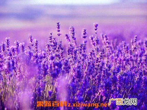 薰衣草的功效与作用 薰衣草的花语