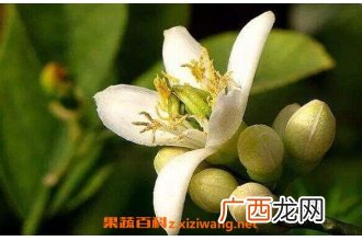佛手花的功效与作用及副作用