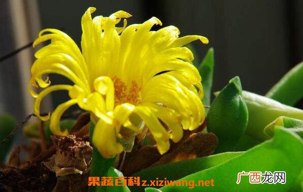 佛手花的功效与作用及副作用