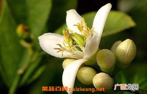 佛手花的功效与作用及副作用