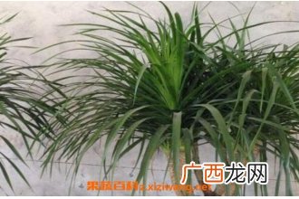 龙血花有什么好处 龙血花的功效与作用