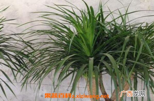 龙血花有什么好处 龙血花的功效与作用