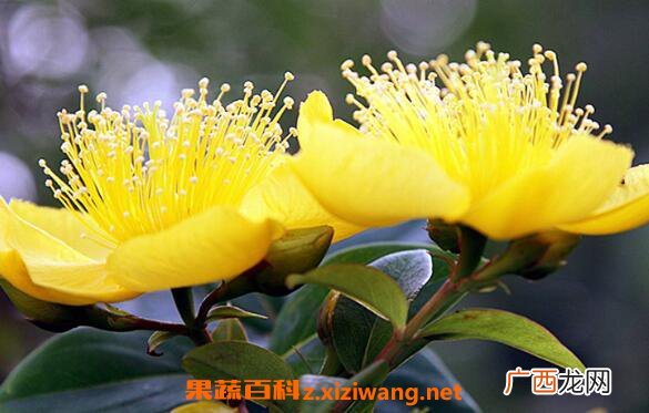 金丝梅的功效与作用 金丝梅的用途