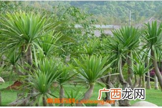 龙血草的功效与作用 龙血草有什么好处