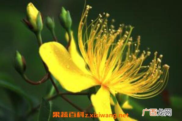 金丝桃怎么扦插 金丝桃怎样修剪