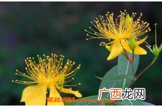 金丝桃怎么扦插 金丝桃怎样修剪