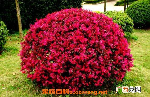 红花继木的功效与作用 红花继木的药用价值