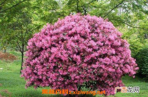 红花继木的功效与作用 红花继木的药用价值