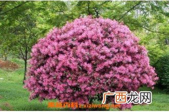红花继木的功效与作用 红花继木的药用价值