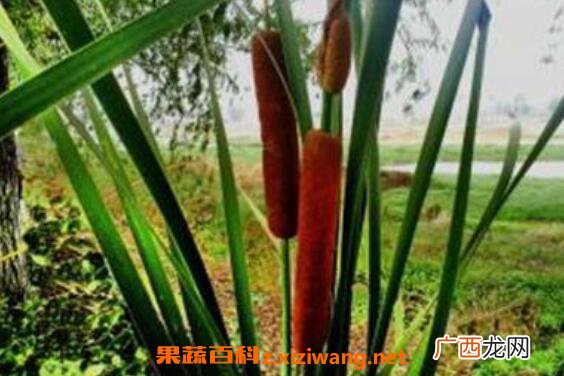 香蒲花的功效与作用 香蒲花的禁忌