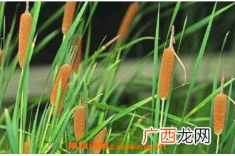 香蒲花的功效与作用 香蒲花的禁忌
