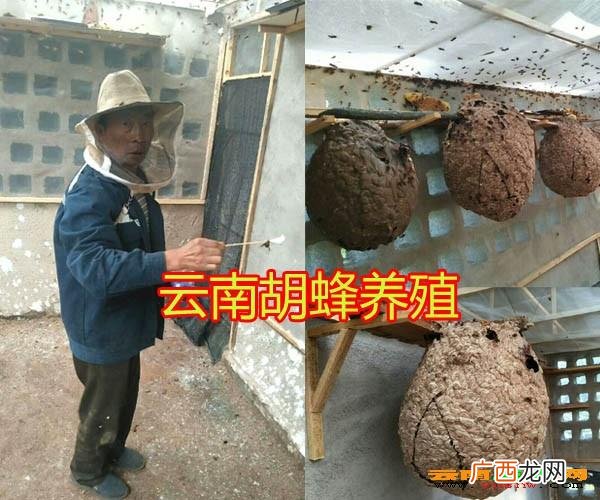 马蜂能养活吗 马蜂养殖成本