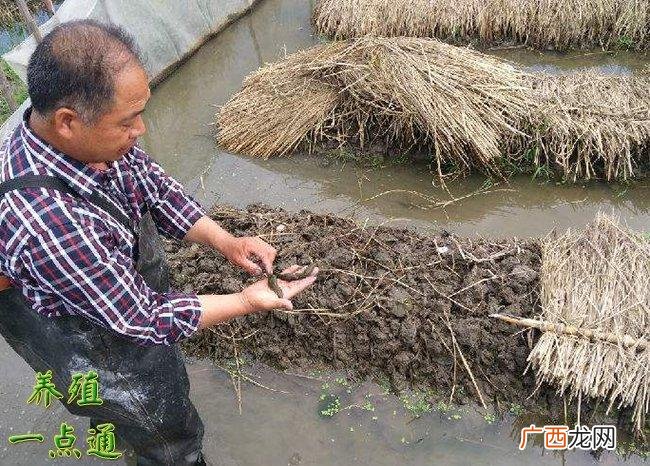 草鱼的养殖技术和密度 蚂蝗养殖密度
