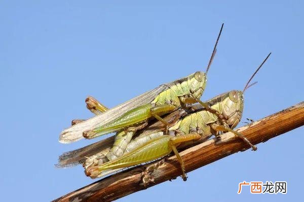 豆虫养殖 蚂蚱冬天可以养殖吗