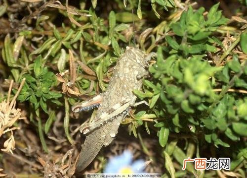 豆虫养殖 蚂蚱冬天可以养殖吗