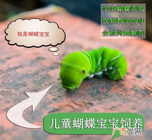 金蝉养殖技术 毛?e养殖技术