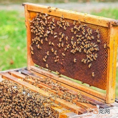 大棚养蜂蜜蜂养殖技术 蜜蜂活框养殖技术