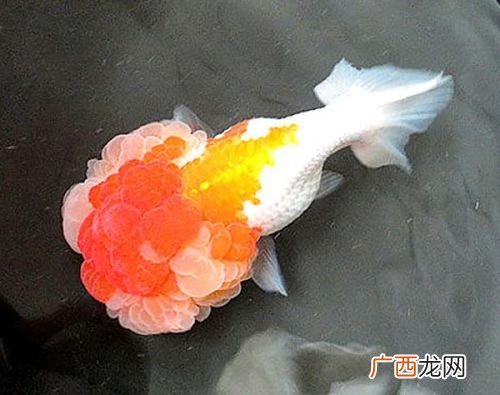 最珍贵的兰花品种排名 名贵养殖品种大全