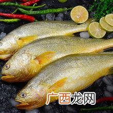 黄花鱼是野生的吗 那里有黄花鱼养殖
