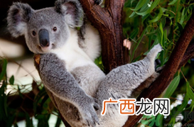树懒和考拉的区别是什么?树懒和考拉是同一种动物吗