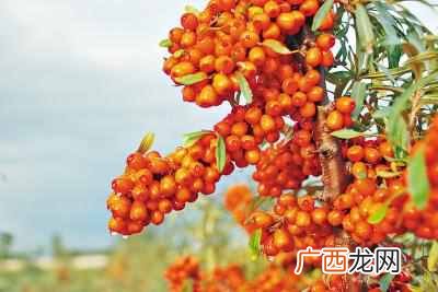 沙棘的作用是什么 沙棘是什么东西