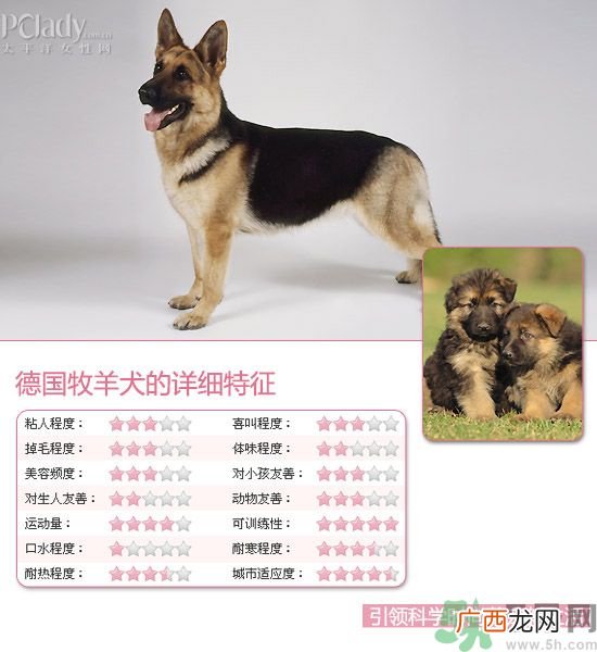 热门宠物排名你知道吗？宠物明星有哪些？