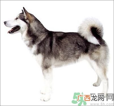 热门宠物排名你知道吗？宠物明星有哪些？