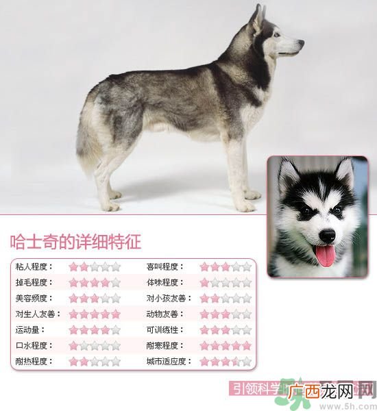 热门宠物排名你知道吗？宠物明星有哪些？
