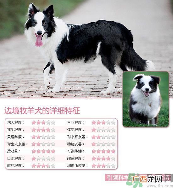 热门宠物排名你知道吗？宠物明星有哪些？