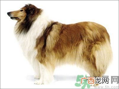 热门宠物排名你知道吗？宠物明星有哪些？