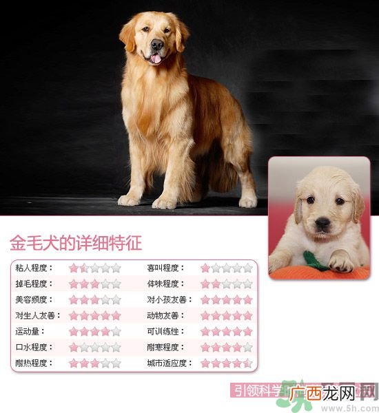 热门宠物排名你知道吗？宠物明星有哪些？